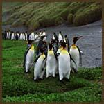 Macquarie Island 1987